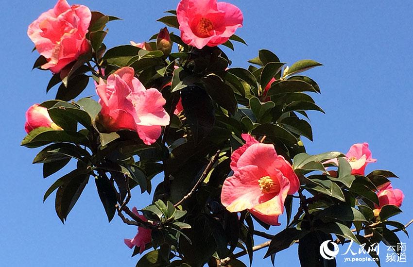 Discovering Yunnan's eight best-known beautiful flowers: Camellia