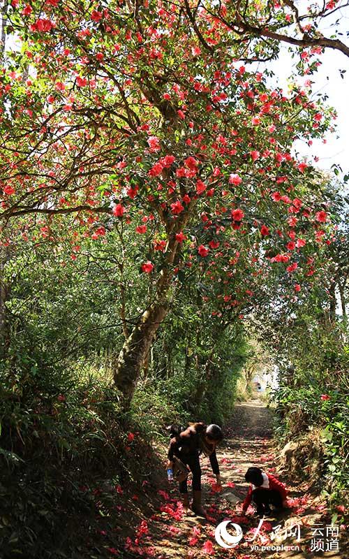 Discovering Yunnan's eight best-known beautiful flowers: Camellia