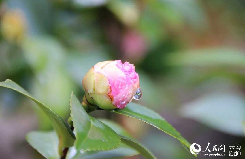 Discovering Yunnan's eight best-known beautiful flowers: Camellia