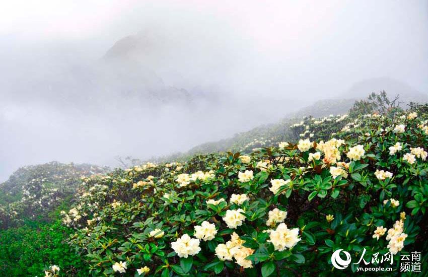 Azalea, one of eight well-known flowers in SW China’s Yunnan