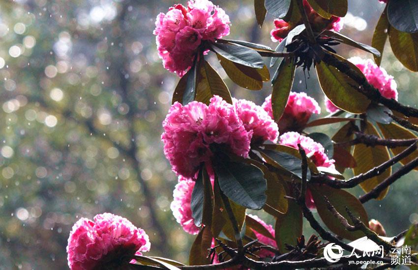 Azalea, one of eight well-known flowers in SW China’s Yunnan