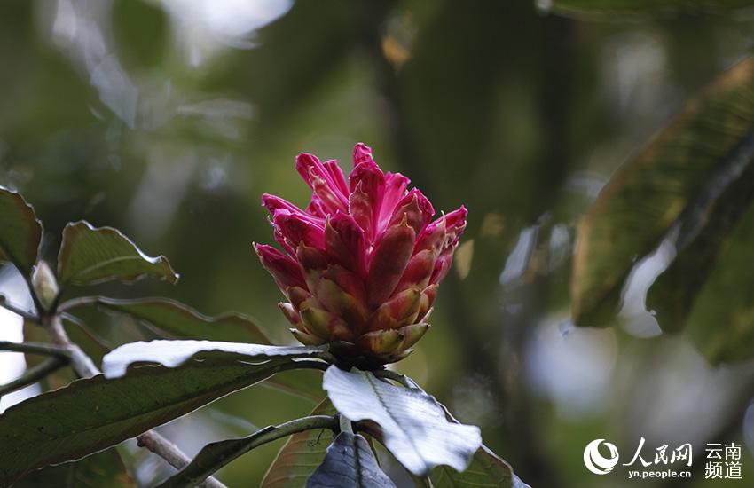 Azalea, one of eight well-known flowers in SW China’s Yunnan