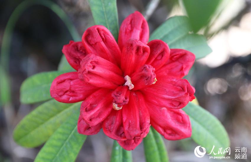 Azalea, one of eight well-known flowers in SW China’s Yunnan