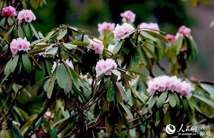 Azalea, one of eight well-known flowers in SW China’s Yunnan