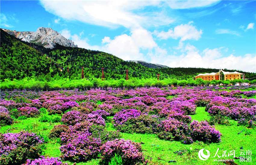 Azalea, one of eight well-known flowers in SW China’s Yunnan