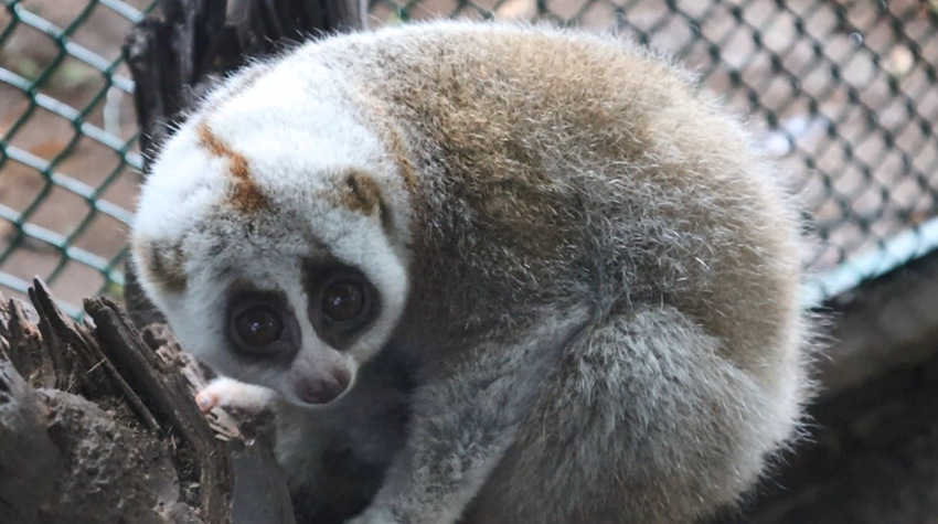 China’s first artificially-bred loris baby born in Yunnan