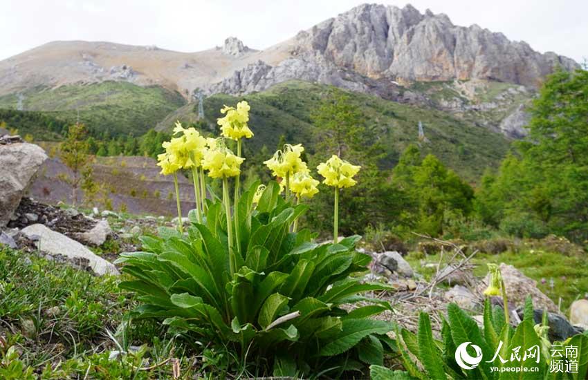 Photo shows the Primula sikkimensis, one species of fairy primrose. (Photo courtesy of Kunming Institute of Botany under the Chinese Academy of Sciences)