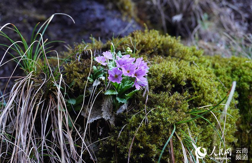 Discovering Yunnan's eight best-known beautiful flowers: fairy primrose