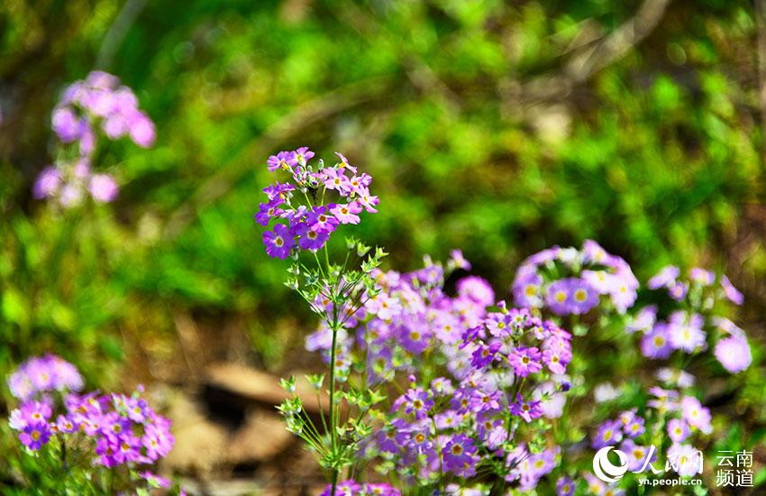 Discovering Yunnan's eight best-known beautiful flowers: fairy primrose