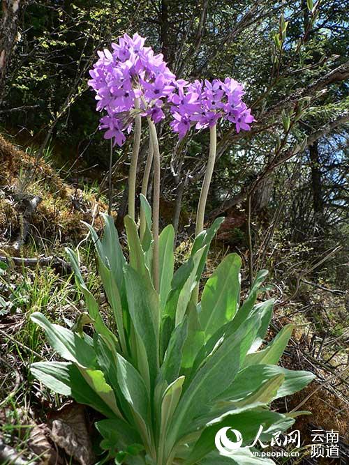 Discovering Yunnan's eight best-known beautiful flowers: fairy primrose