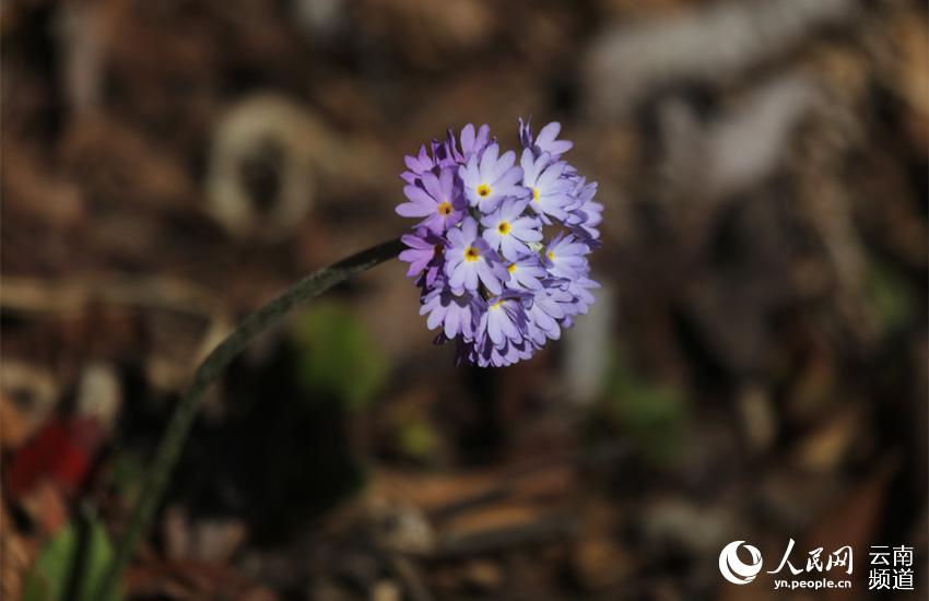 Discovering Yunnan's eight best-known beautiful flowers: fairy primrose