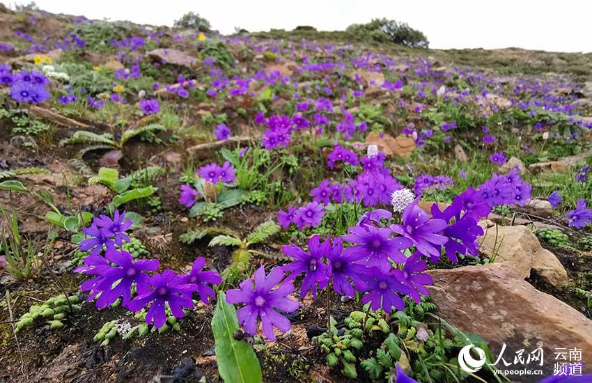 Discovering Yunnan's eight best-known beautiful flowers: fairy primrose