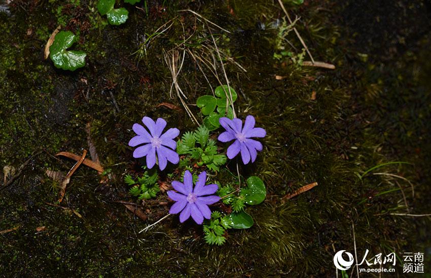 Discovering Yunnan's eight best-known beautiful flowers: fairy primrose