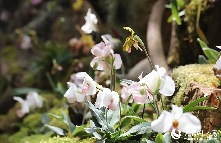 Photo shows blooming orchids. (People's Daily Online/Li Faxing) 