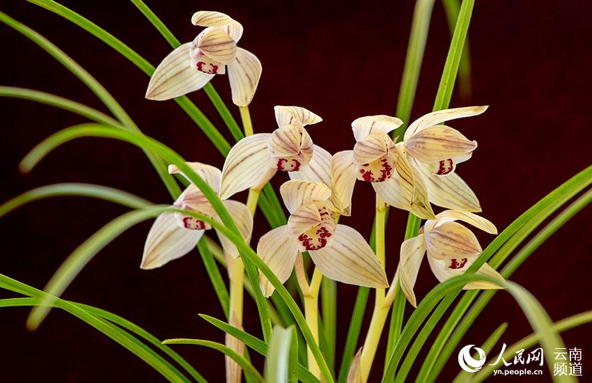 Discovering Yunnan's eight best-known beautiful flowers: orchid