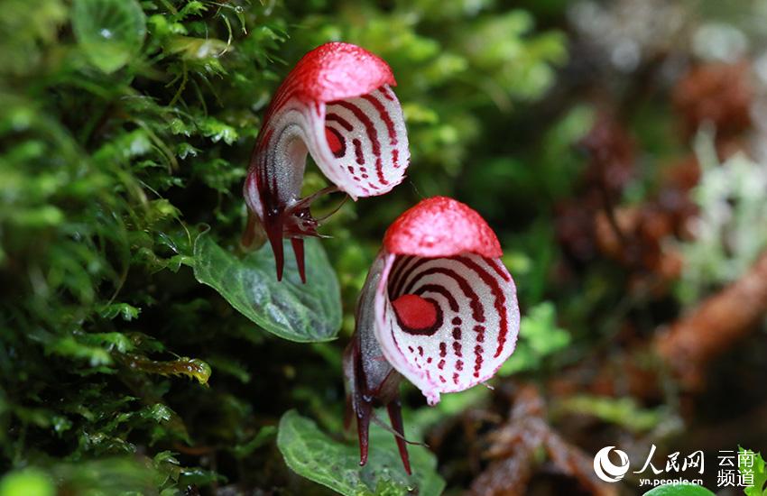 Discovering Yunnan's eight best-known beautiful flowers: orchid