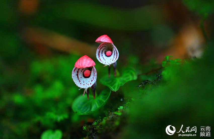 Discovering Yunnan's eight best-known beautiful flowers: orchid