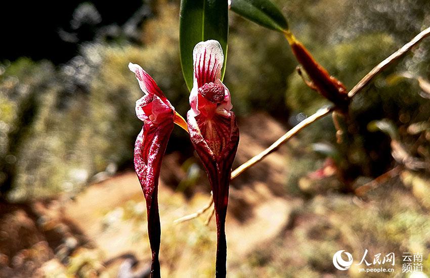 Discovering Yunnan's eight best-known beautiful flowers: orchid