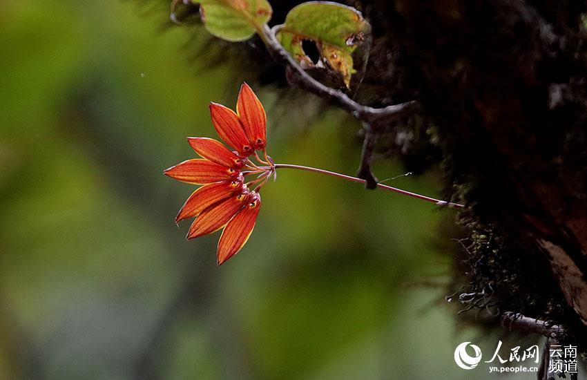 Discovering Yunnan's eight best-known beautiful flowers: orchid