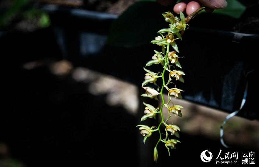 Discovering Yunnan's eight best-known beautiful flowers: orchid