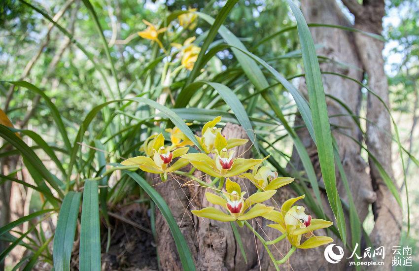 Discovering Yunnan's eight best-known beautiful flowers: orchid