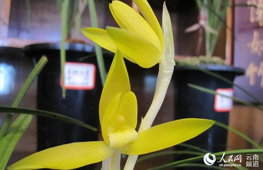 Discovering Yunnan's eight best-known beautiful flowers: orchid