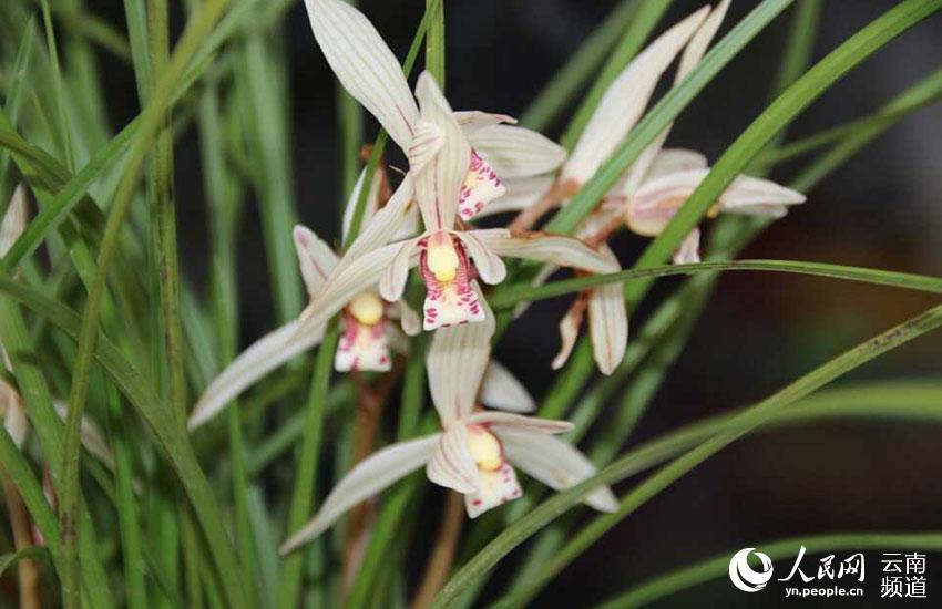 Discovering Yunnan's eight best-known beautiful flowers: orchid