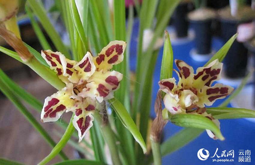 Discovering Yunnan's eight best-known beautiful flowers: orchid