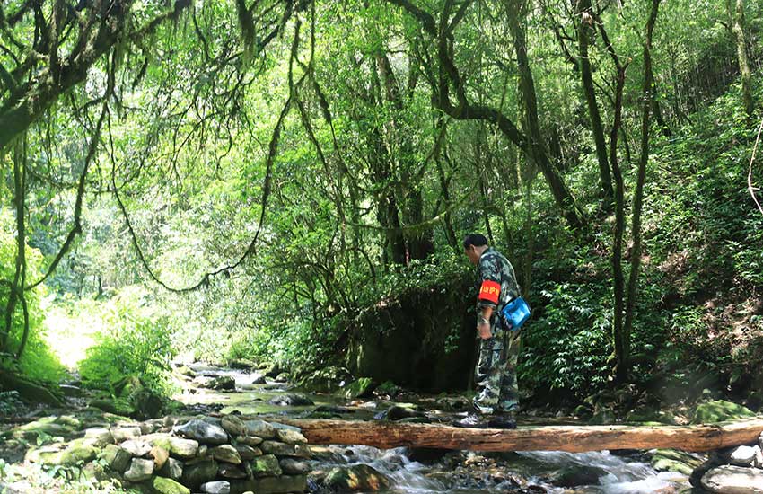 A journey to an ancient tea forest in SW China’s Yunnan