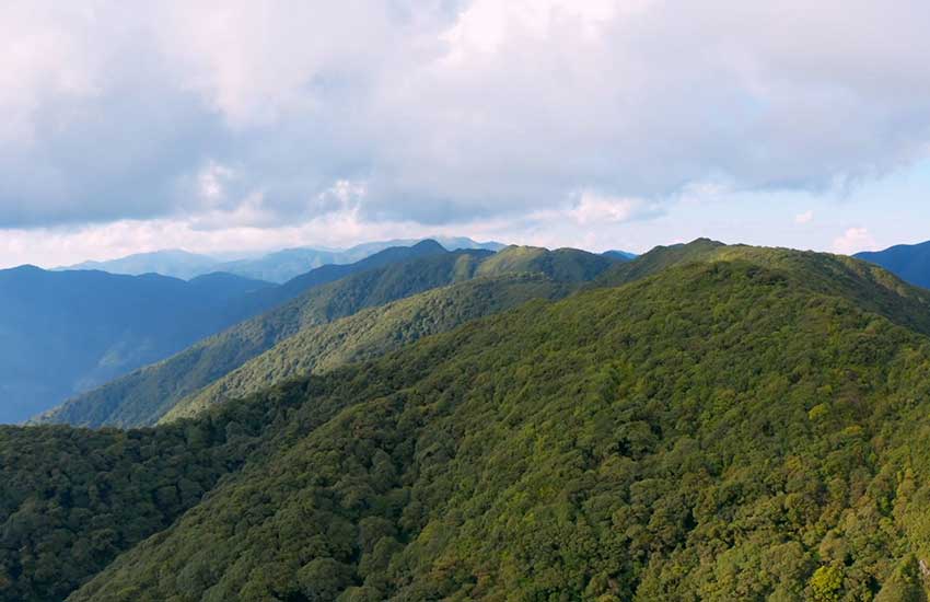 A journey to an ancient tea forest in SW China’s Yunnan