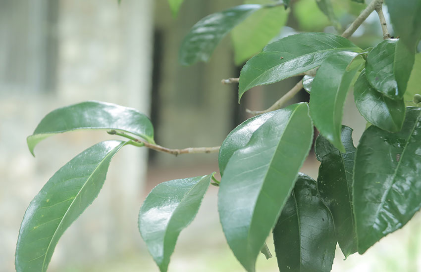 A journey to an ancient tea forest in SW China’s Yunnan