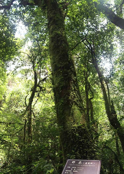 A journey to an ancient tea forest in SW China’s Yunnan