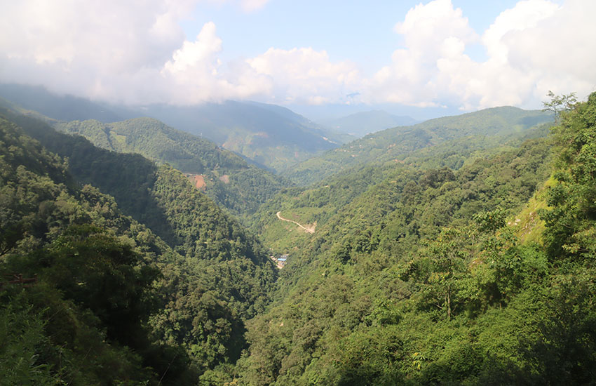 A journey to an ancient tea forest in SW China’s Yunnan