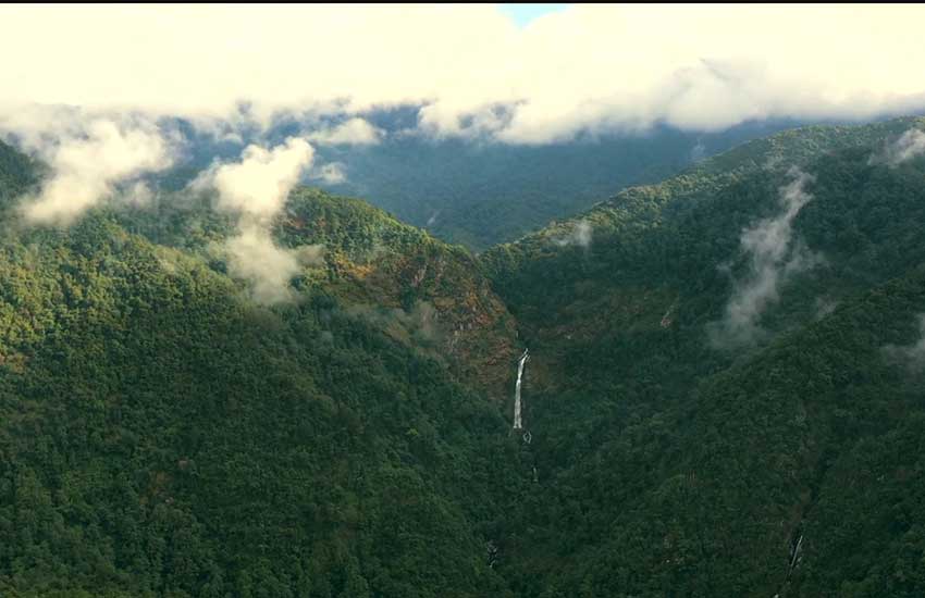 A journey to an ancient tea forest in SW China’s Yunnan