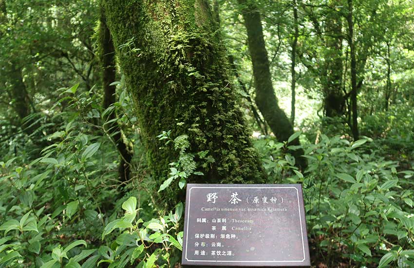 A journey to an ancient tea forest in SW China’s Yunnan