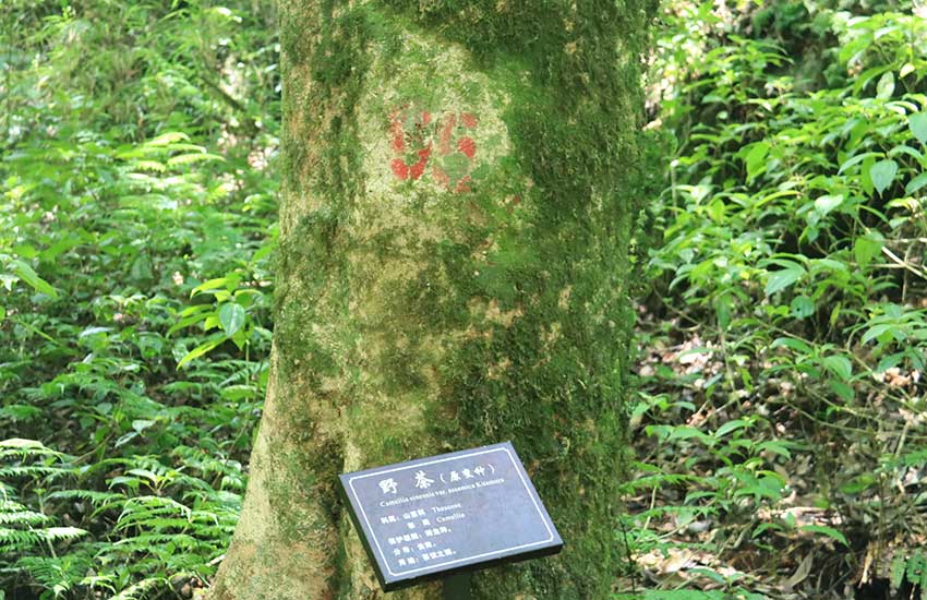 A journey to an ancient tea forest in SW China’s Yunnan