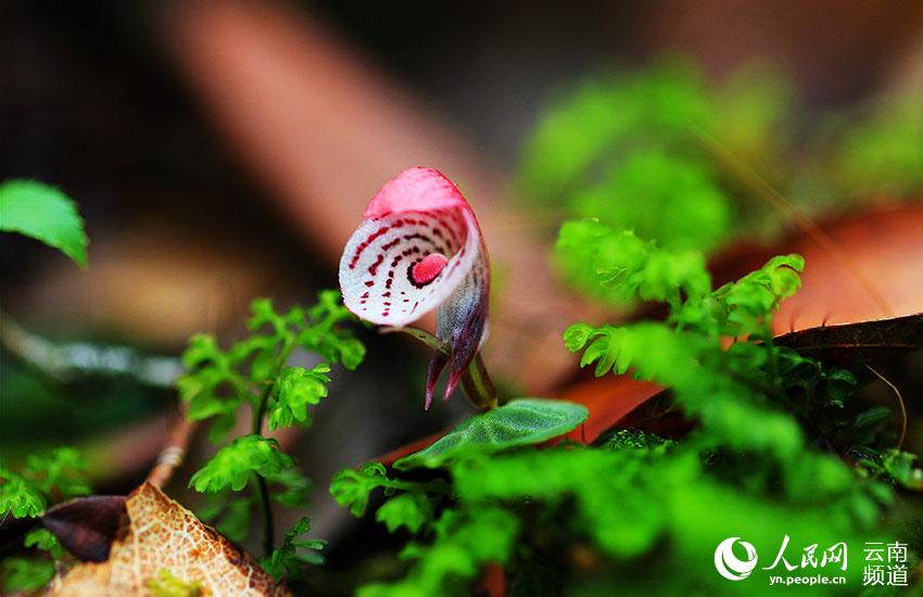 Photo shows a flower of the Corybas taliensis, a wild plant. (Photo/Yu Yunjiang)