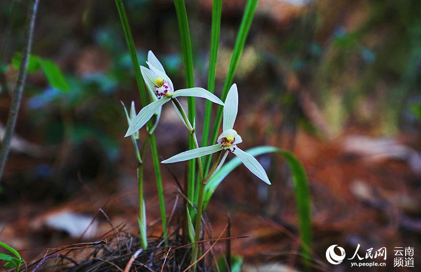 Yunnan’s Xiaoheishan Provincial Nature Reserve: ideal habitat for rare wild plants