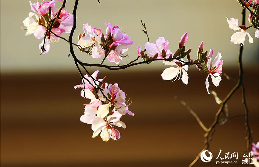 Yunnan’s Xiaoheishan Provincial Nature Reserve: ideal habitat for rare wild plants