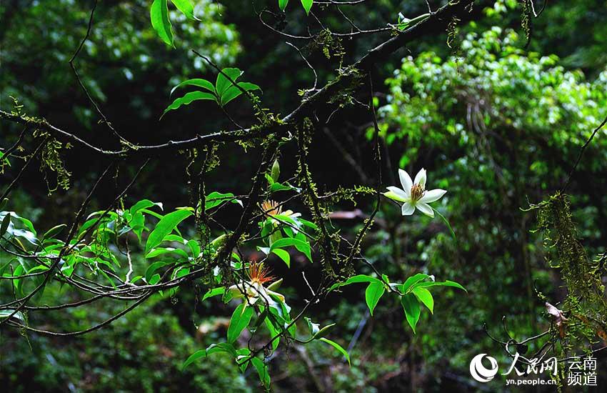 Yunnan’s Xiaoheishan Provincial Nature Reserve: ideal habitat for rare wild plants