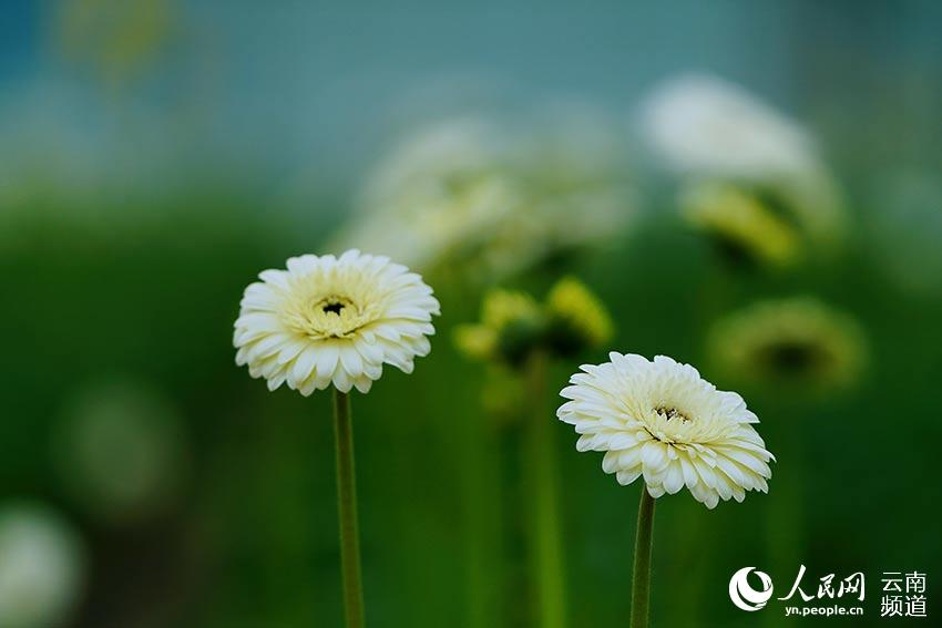 Photo shows blooming Barberton daisies in a national modern agricultural industry park in Kaiyuan city, southwest China’s Yunnan province. (Photo/Li Haiqing)