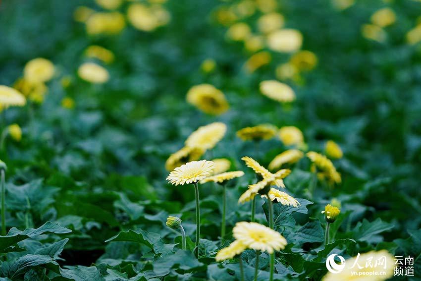 City in SW China’s Yunnan makes headway in flower breeding