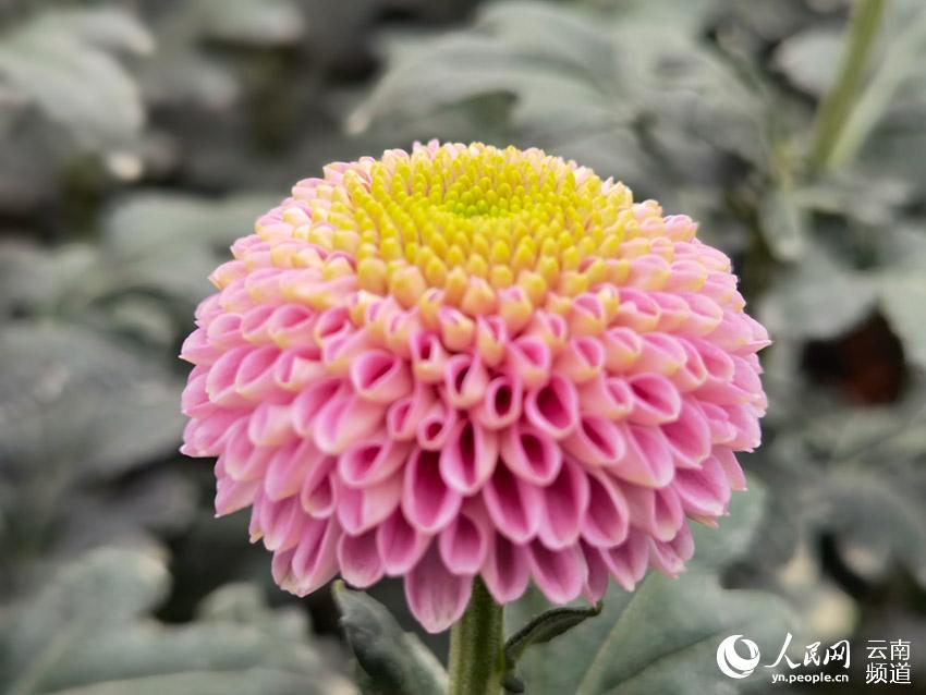 City in SW China’s Yunnan makes headway in flower breeding