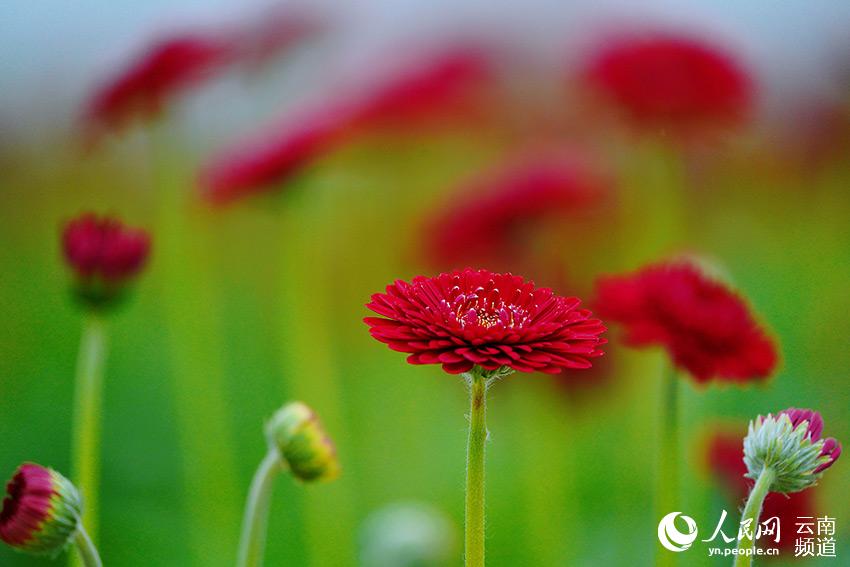 City in SW China’s Yunnan makes headway in flower breeding