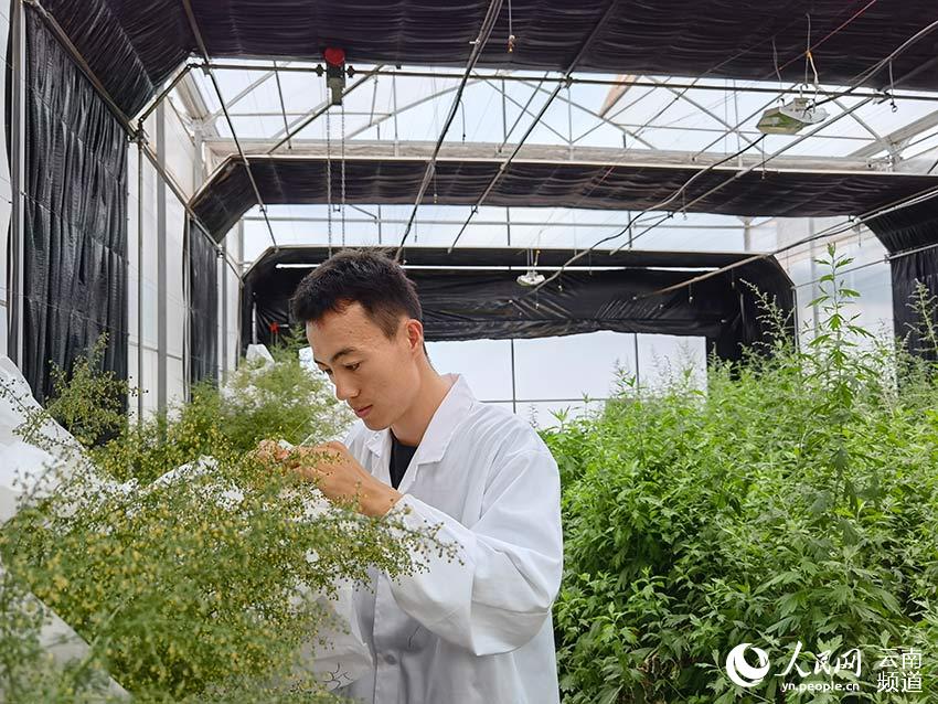 City in SW China’s Yunnan makes headway in flower breeding