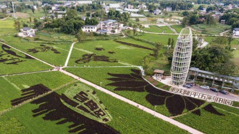 Colorful rice paddy art pictures in Chongqing attract visitors