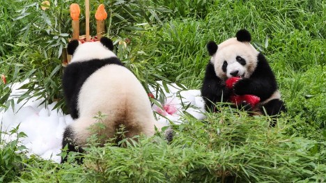 Second birthday celebrated for giant panda twins at Berlin Zoo in Germany