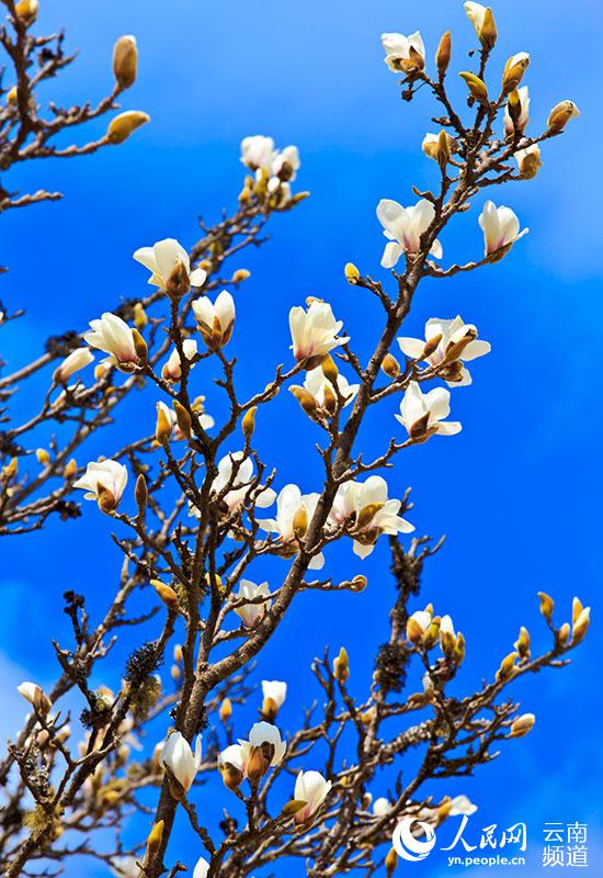 Discovering Yunnan's eight best-known beautiful flowers: Magnolia