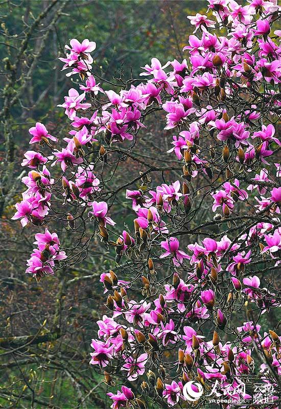 Discovering Yunnan's eight best-known beautiful flowers: Magnolia