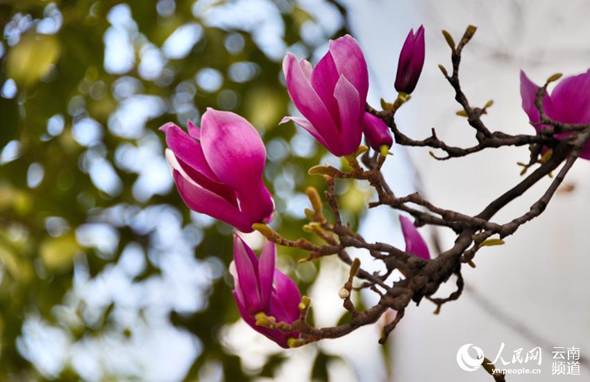 Discovering Yunnan's eight best-known beautiful flowers: Magnolia